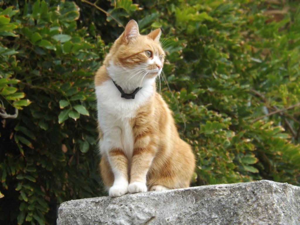 B&B Il Gatto Pescatore สตินติโน ภายนอก รูปภาพ